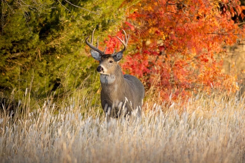 Legal Bow Hunting