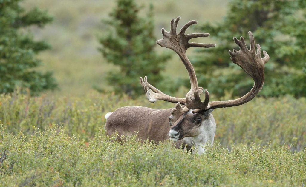 CARIBOUs