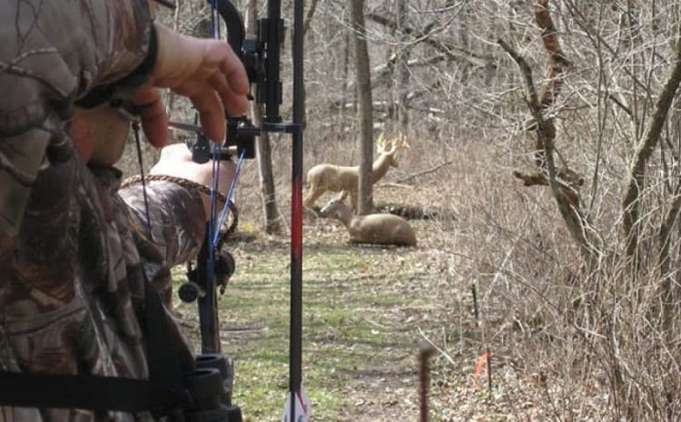 Practicing Bow Hunt On Deers