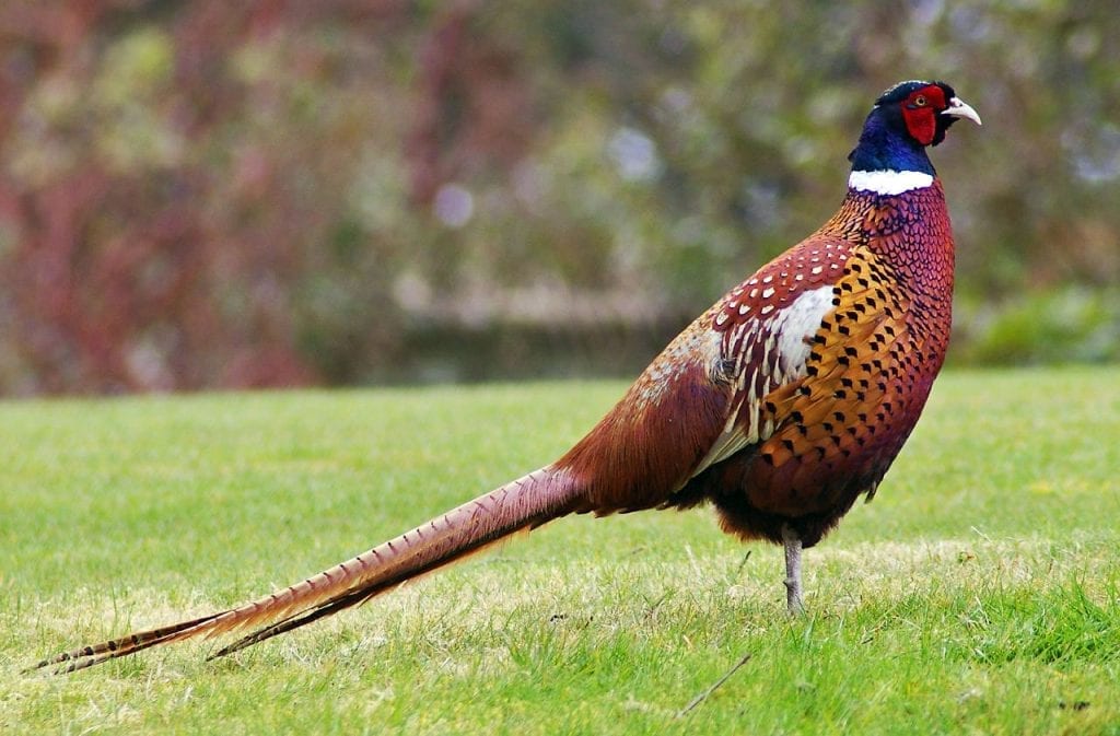 Pheasants