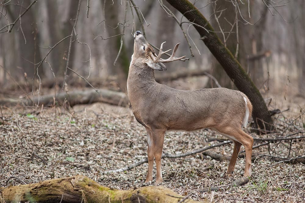 white tailed deers